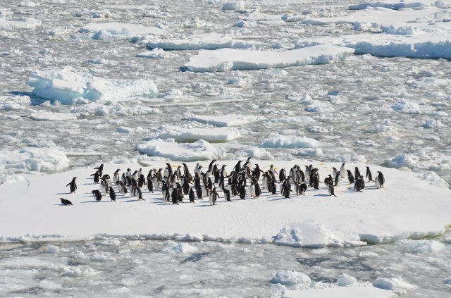 Penguins on ice danielle-barnes-562603-unsplash